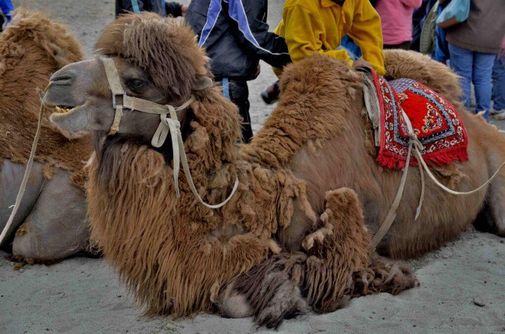 Bactrian Camel R2393