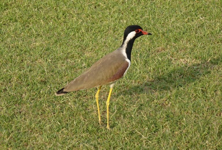 Red-wattled Lapwing Bird