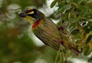 Coppersmith Barbet R1579