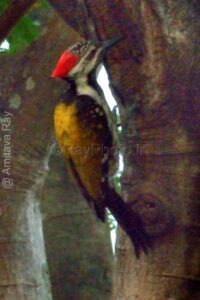 Woodpecker Bird R8282