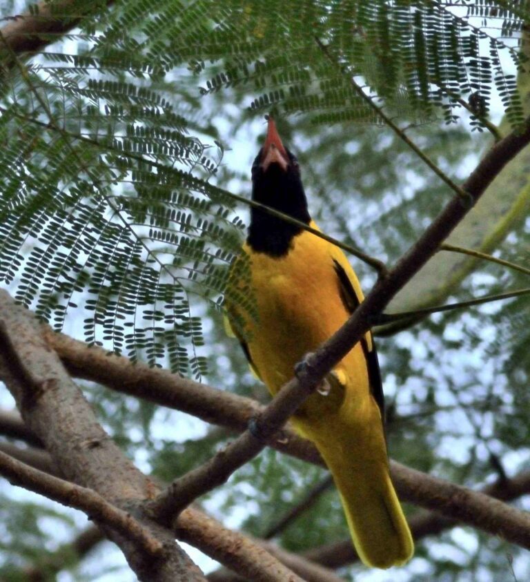 Black-hooded Oriole R3086 ইষ্টিকুটুম বেনেবউ