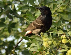 Red-vented Bulbul R1650
