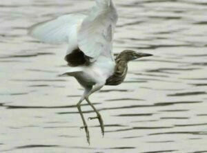 Indian Pond Heron Image: R2811