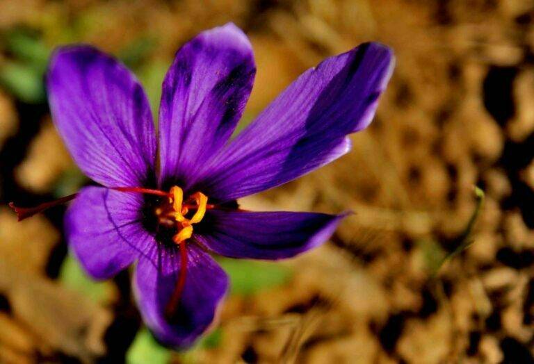 Saffron Flower Image D7580