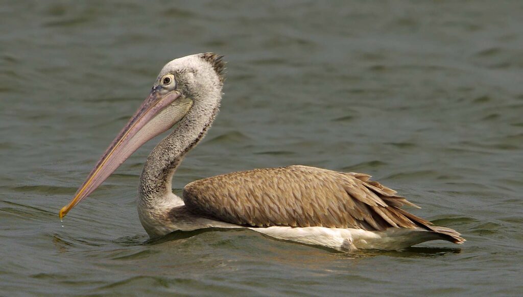 Spot-billed pelican Image