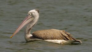 Spot-billed pelican Image