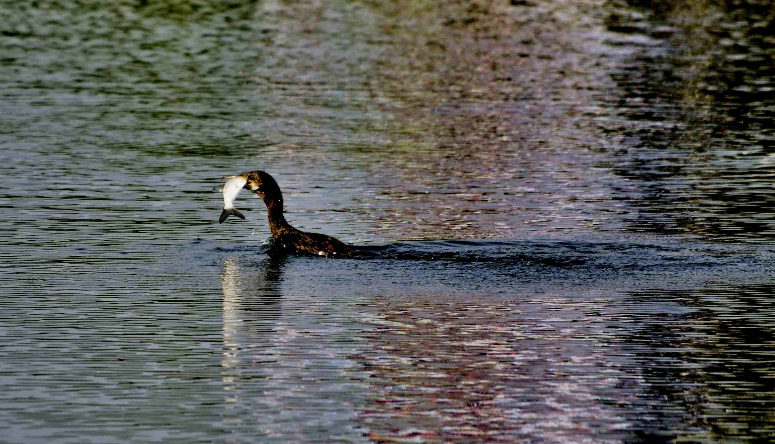 Great Cormorant Bird