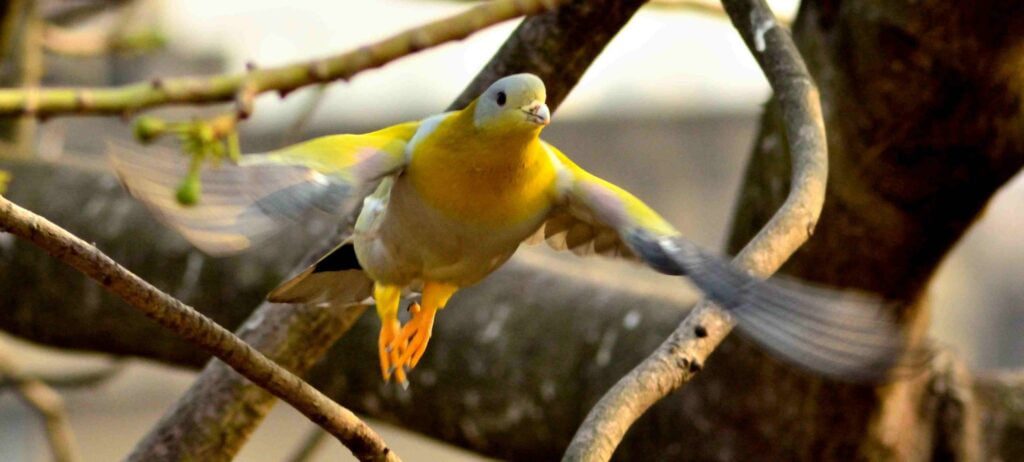 Green Pigeon R1519