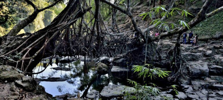 Living root bridge Mawlynnong Meghalaya. Image R4401