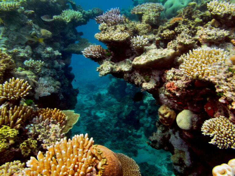 Barrier Reef