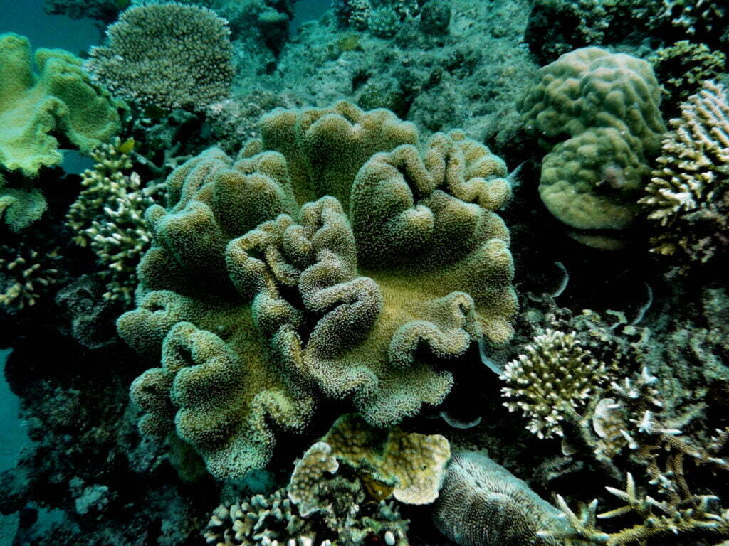 Barrier Reefs of Australia Heritage