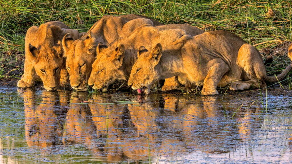 Botswana Lions