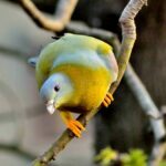Hariyal / Yellow footed Green Pigeon R1522