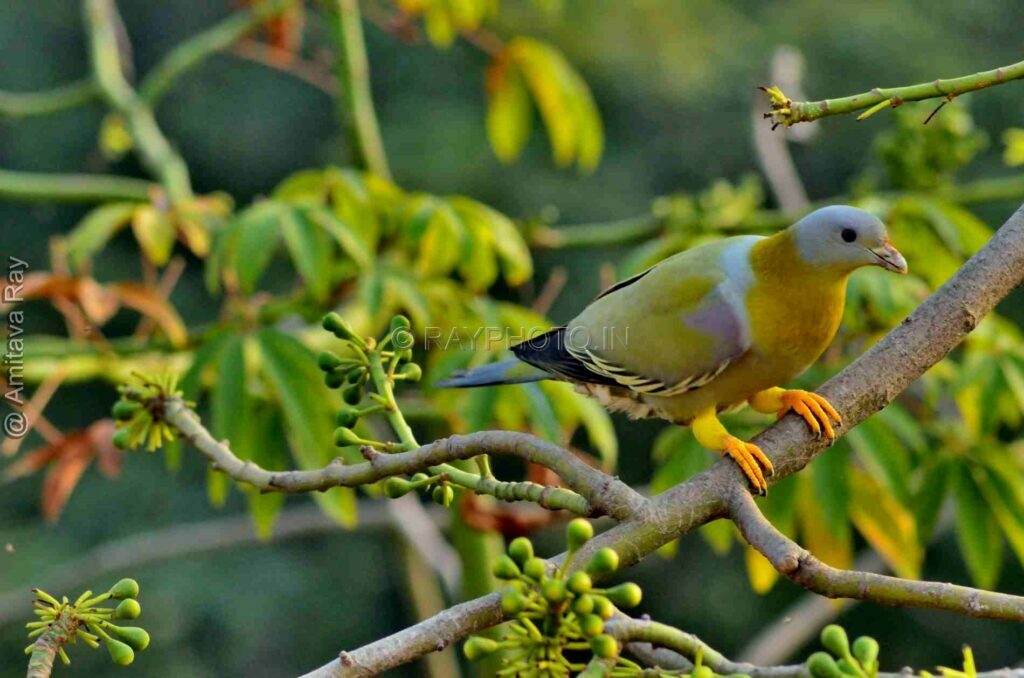 Green Pigeon R1525