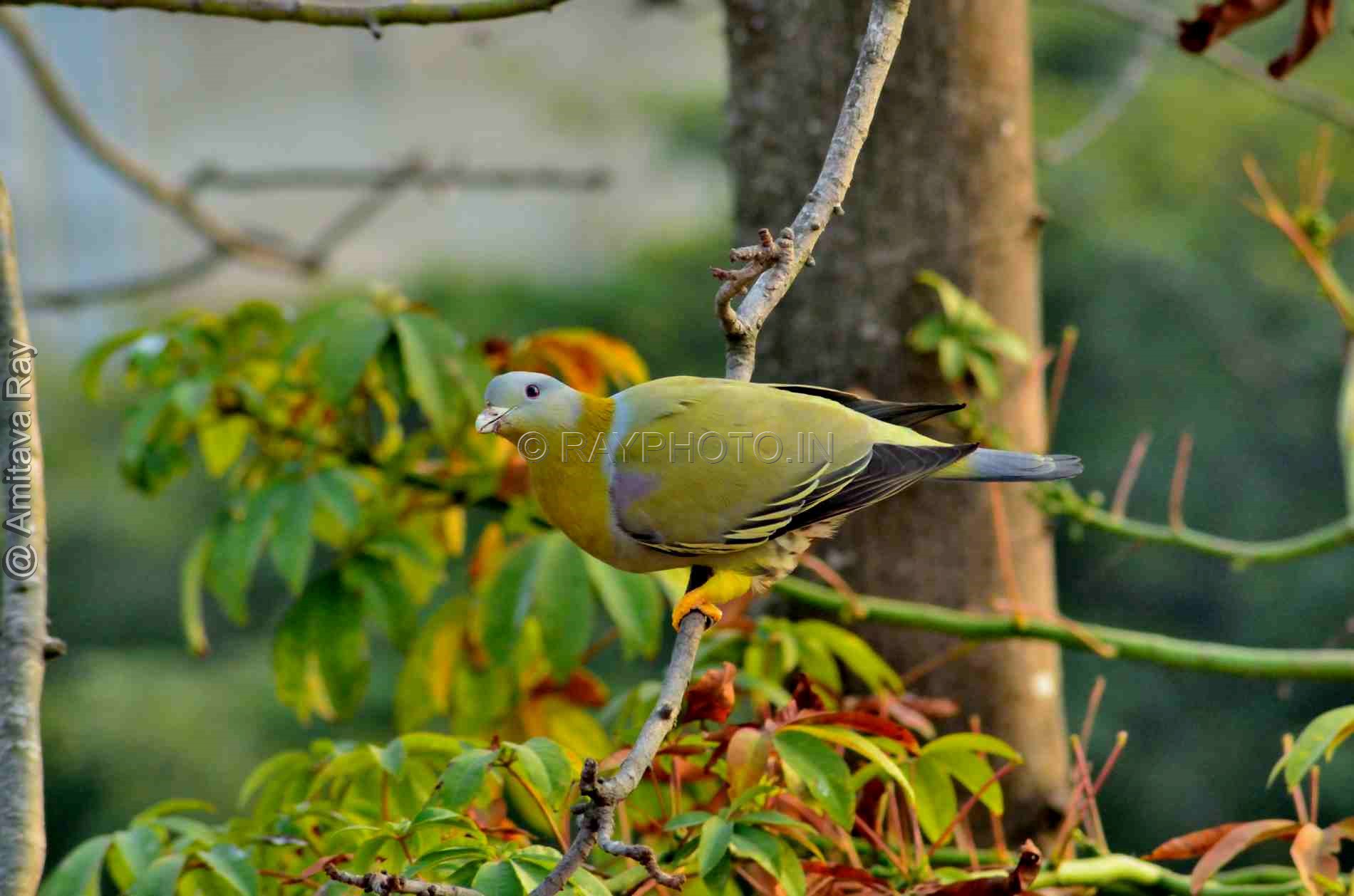 Hariyal Bird R1540