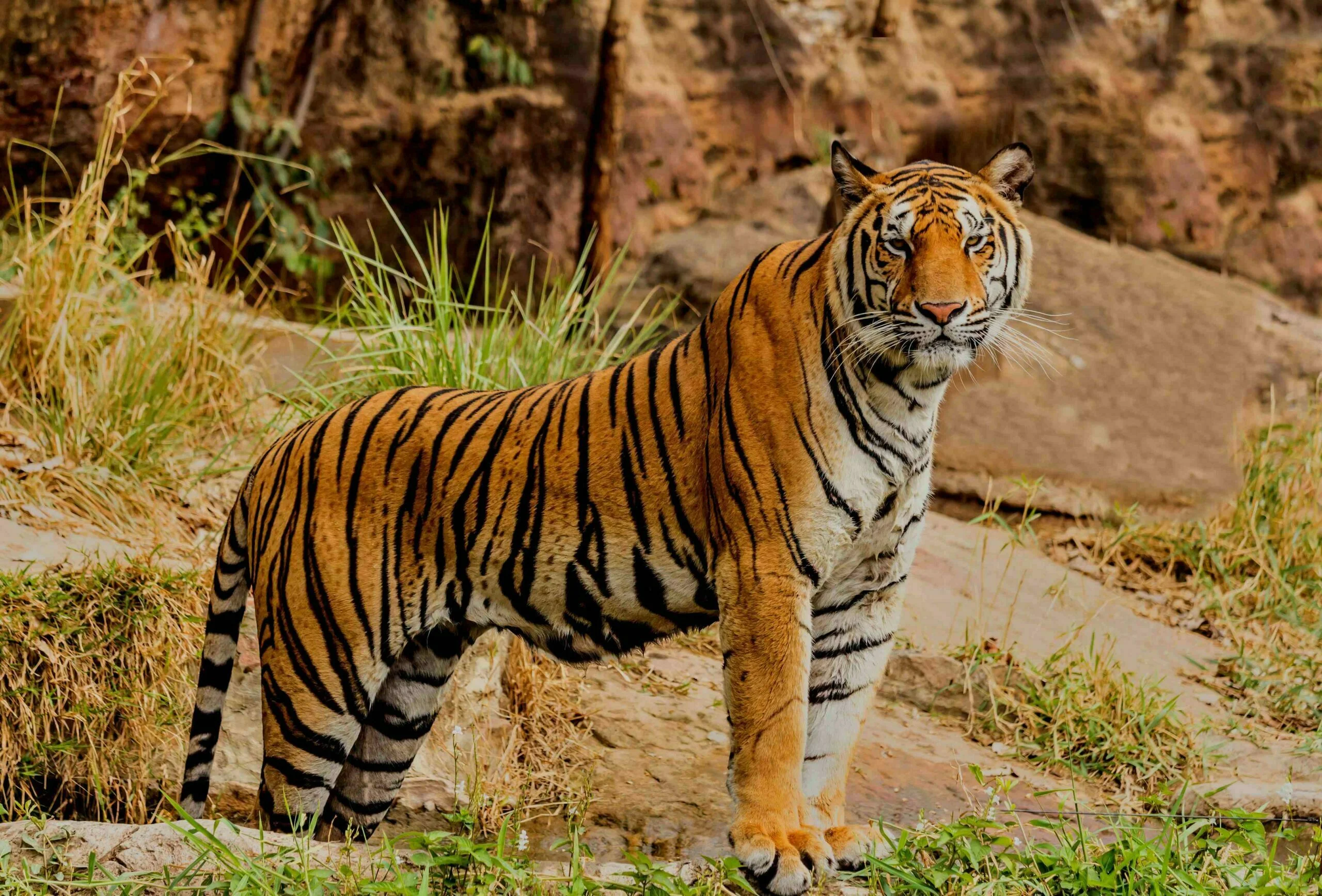 Bengal tiger of Indian Heritage
