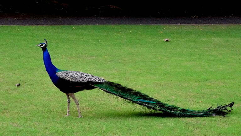 Peacock Bird