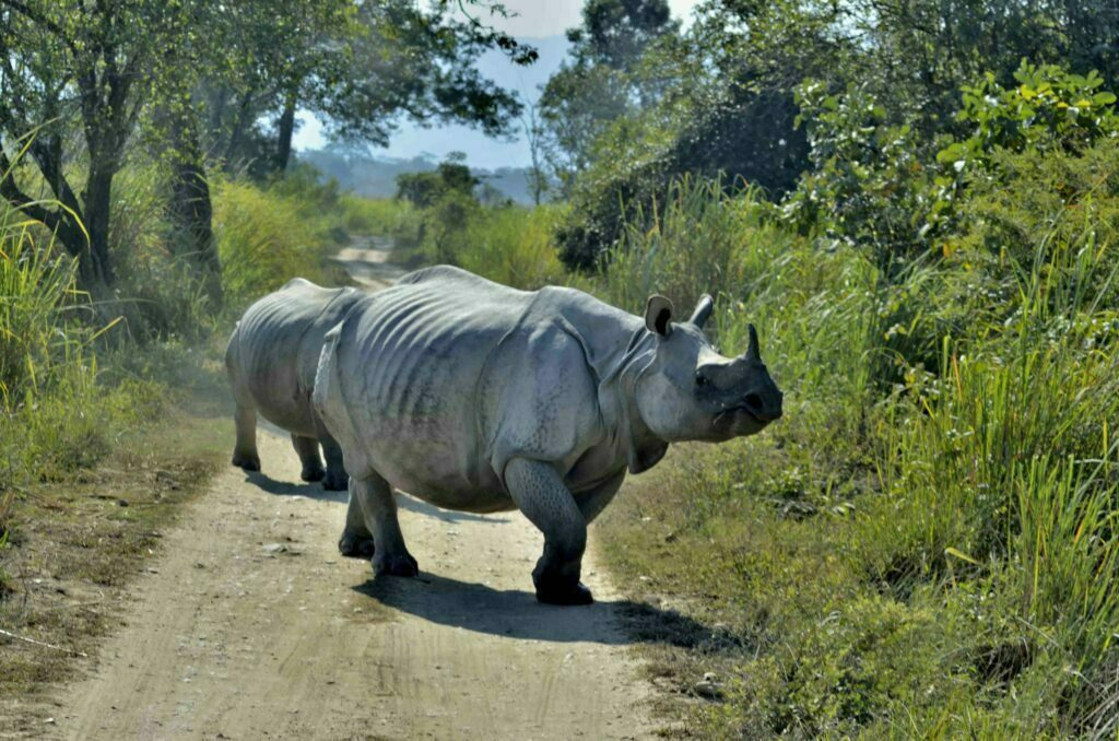 Kaziranga National Park: Rhino R3754