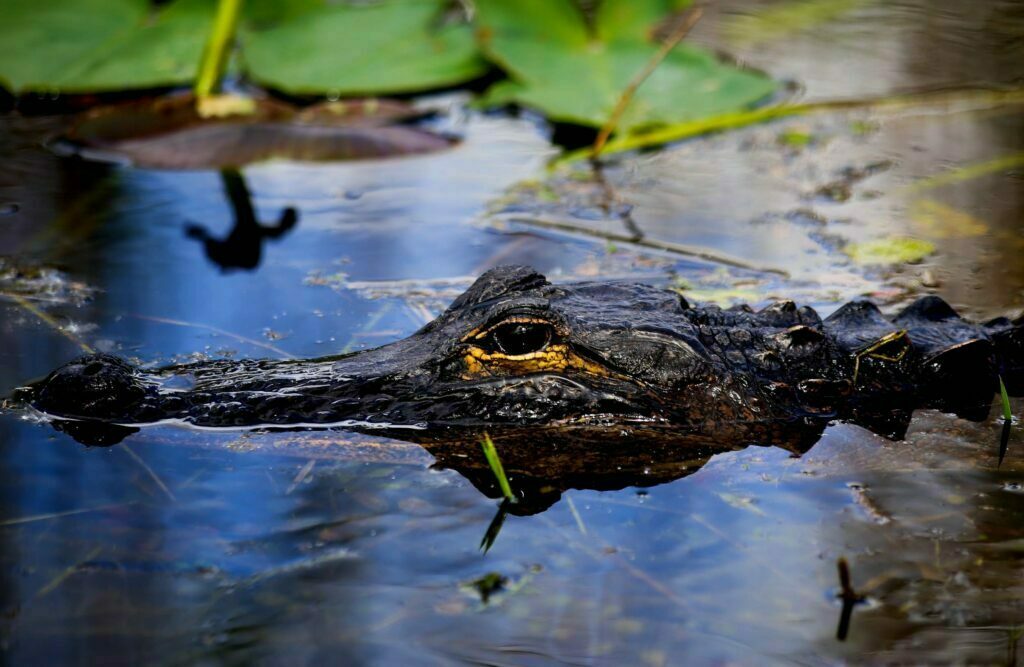 American Alligator Everglades