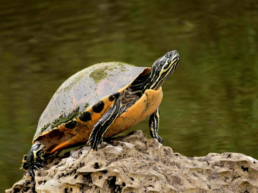 Everglades Florida Cooter