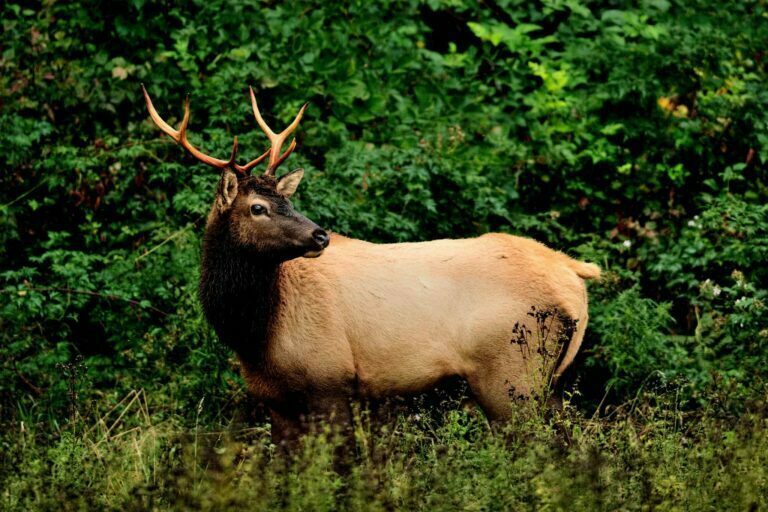 Roosevelt Elk Olympic Park