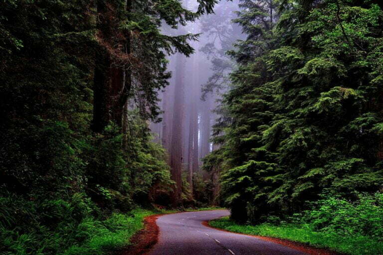 Redwood National and State Parks