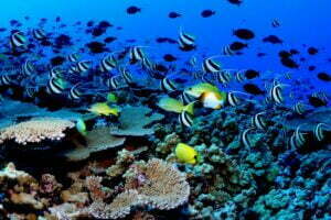 Reef fish of the Papahanaumokuakea Marine National Monument