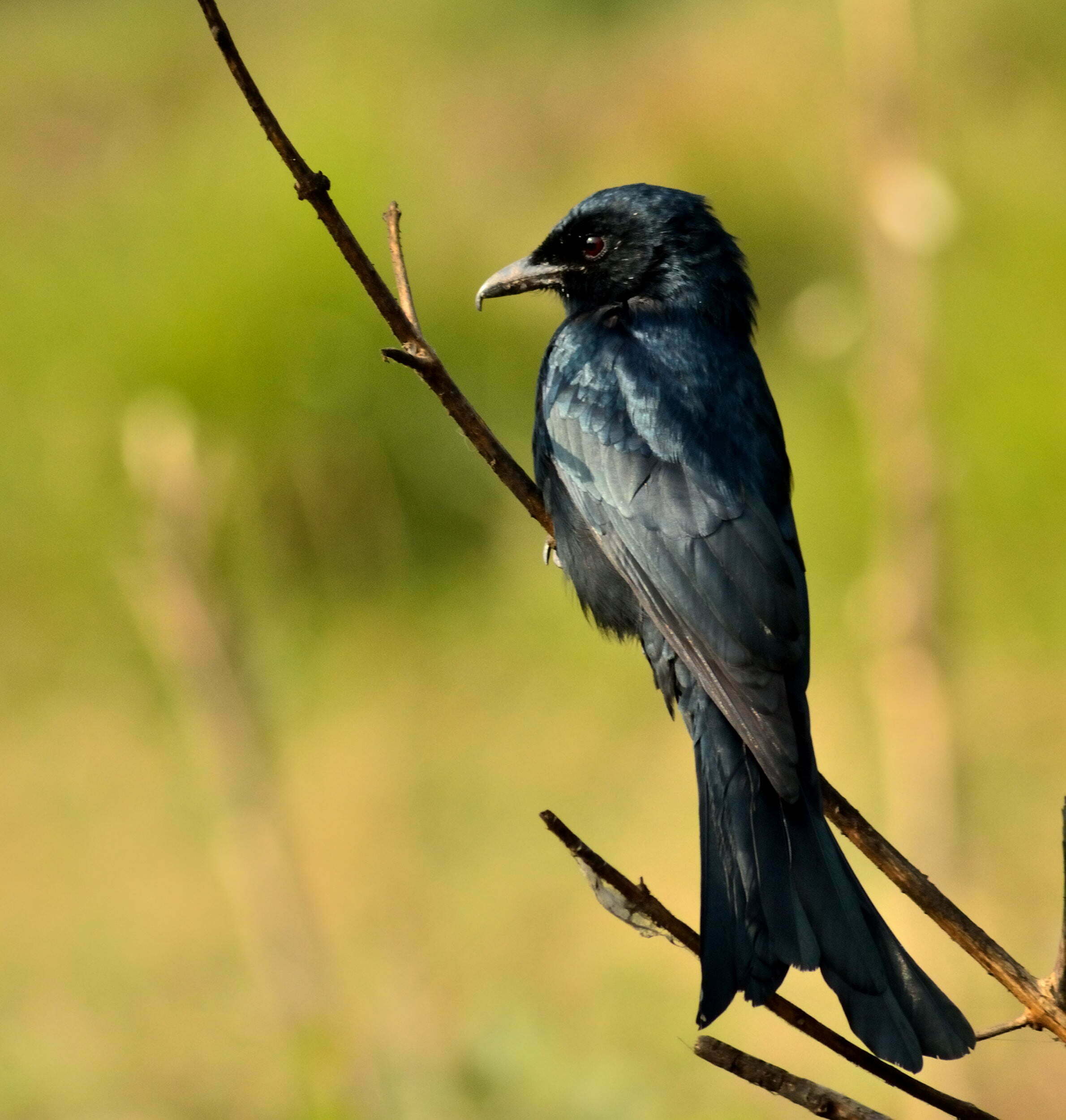 Black Drongo Bird, Dicrurus Macrocercus