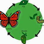 Butterfly Description