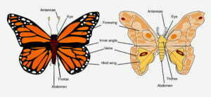 Butterfly vs Moth Anatomy
