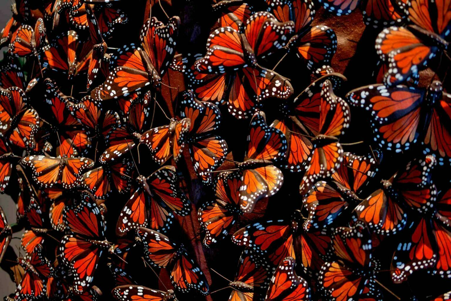 Millions of Monarch Butterflies Mexico Whizzed Net