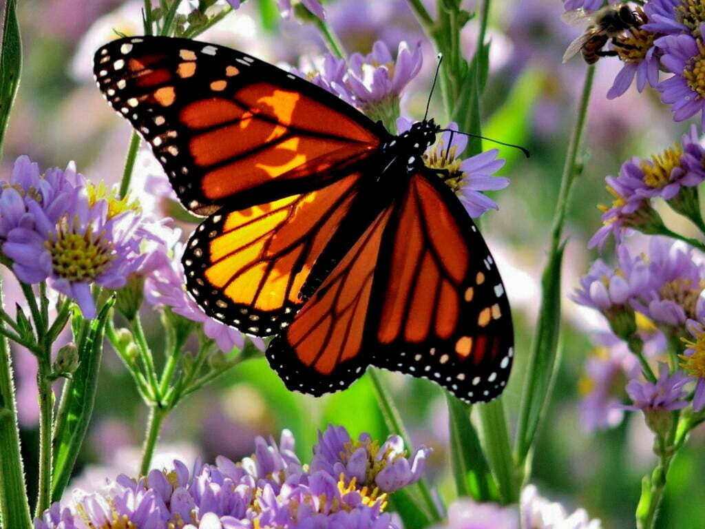 Monarch Butterfly Picture