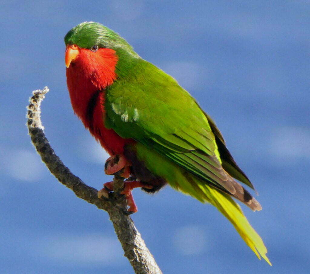 Stephens Lori is endemic to Henderson Island