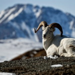 Dall Sheep, Alaska mountain, Wrangell St Elias