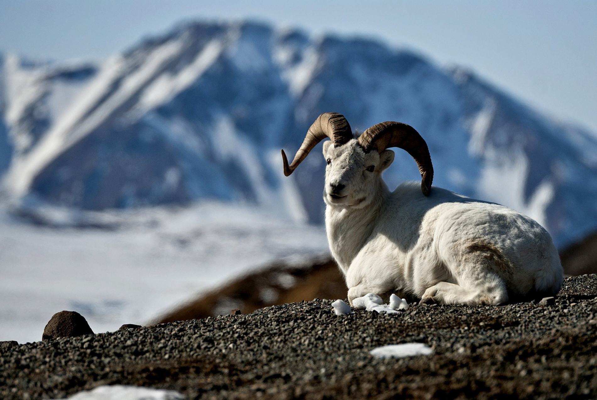 Dall Sheep, Alaska mountain, Wrangell St Elias