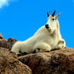 Mountain Goat, Tatshenshini Alsek Park Canada