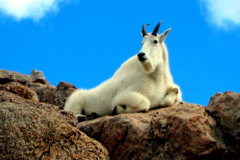 Mountain Goat, Tatshenshini Alsek Park Canada
