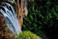 Purling Brook Falls in Gondwana Rainforests