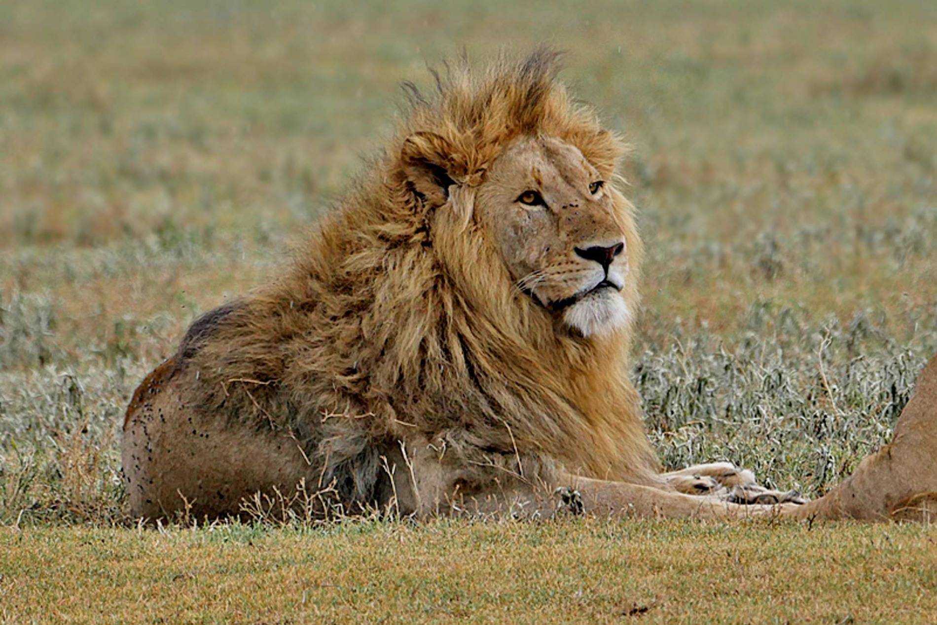 The Lion Panthera leo image