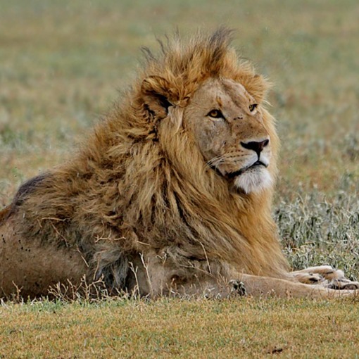 The Lion Panthera leo image