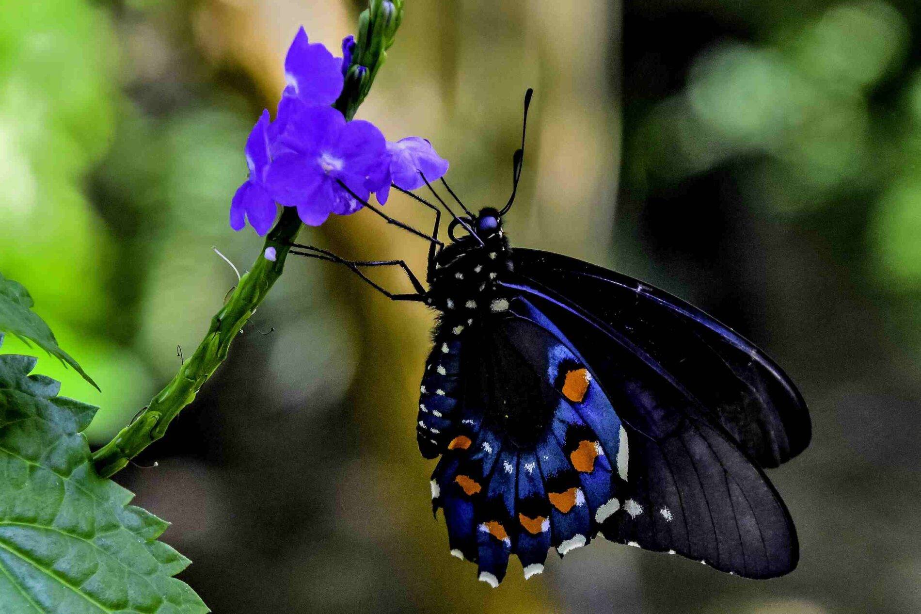 Pipevine Swallowtail: Types of Butterflies